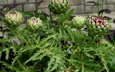 Articsóka – Cynara cardunculus