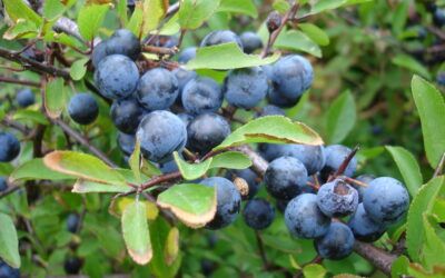 Kökény – Prunus spinosa